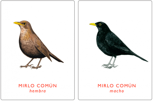 Juego de memoria. Un par de aves. - Imagen 4