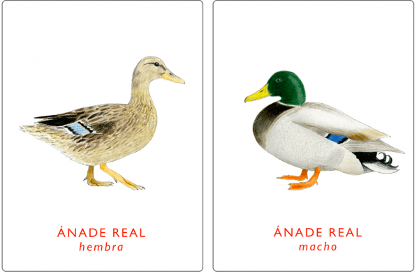 Juego de memoria. Un par de aves. - Imagen 2